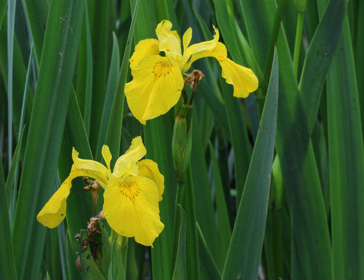 Yellow Flag Iris